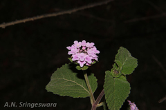 Lantana indica